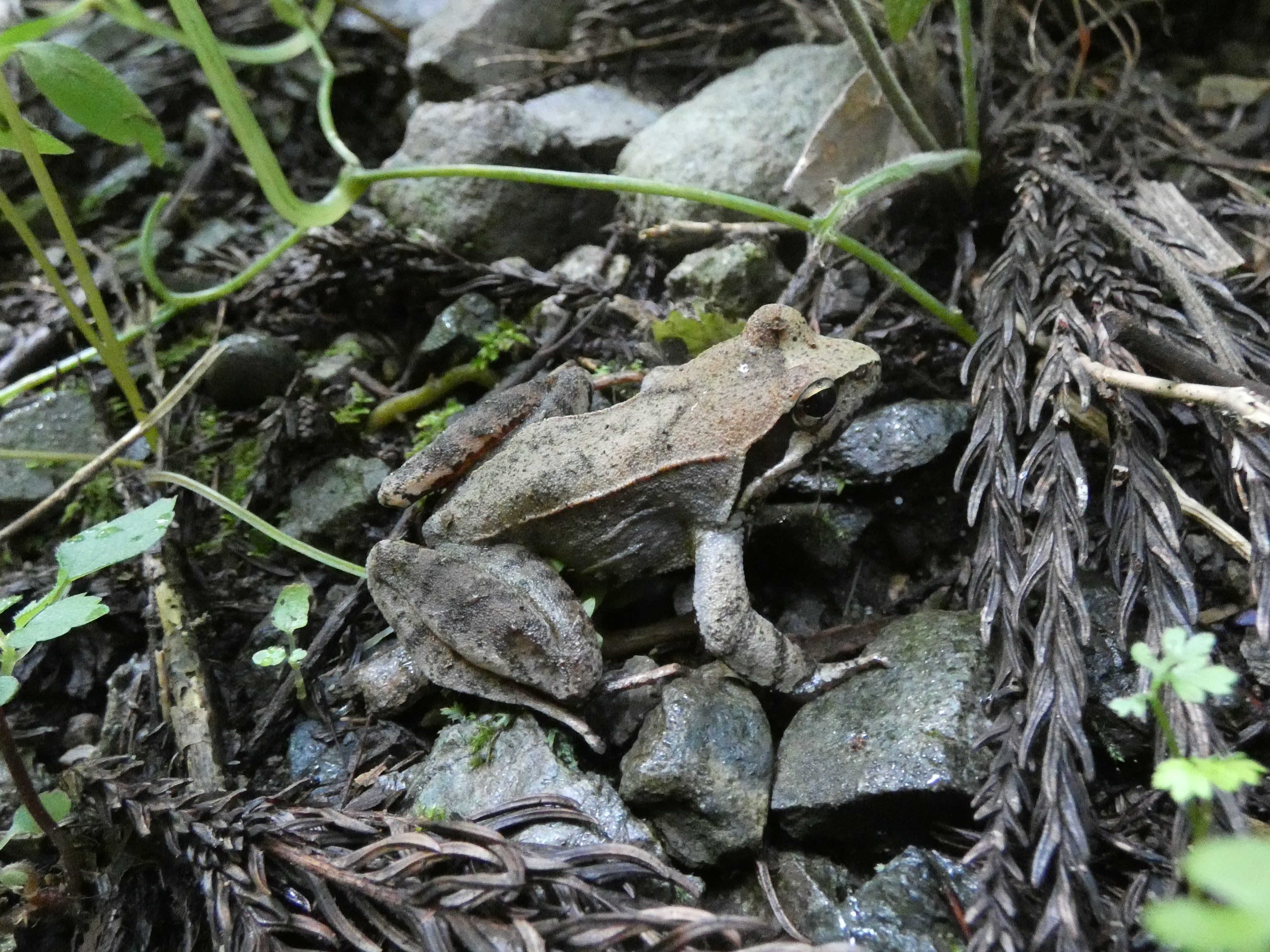 山道のヤマアカガエル
